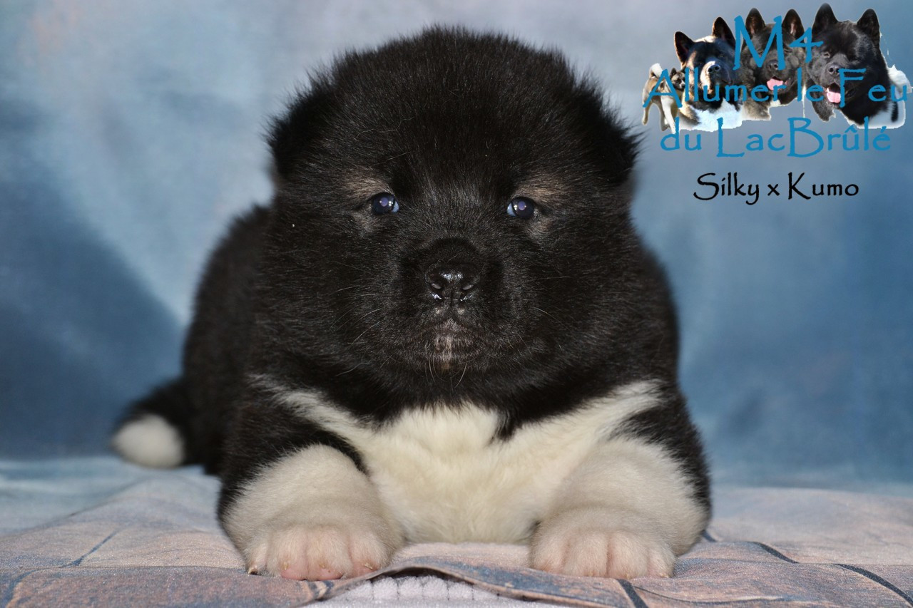du Lac Brûlé - Chiots disponibles - Akita americain