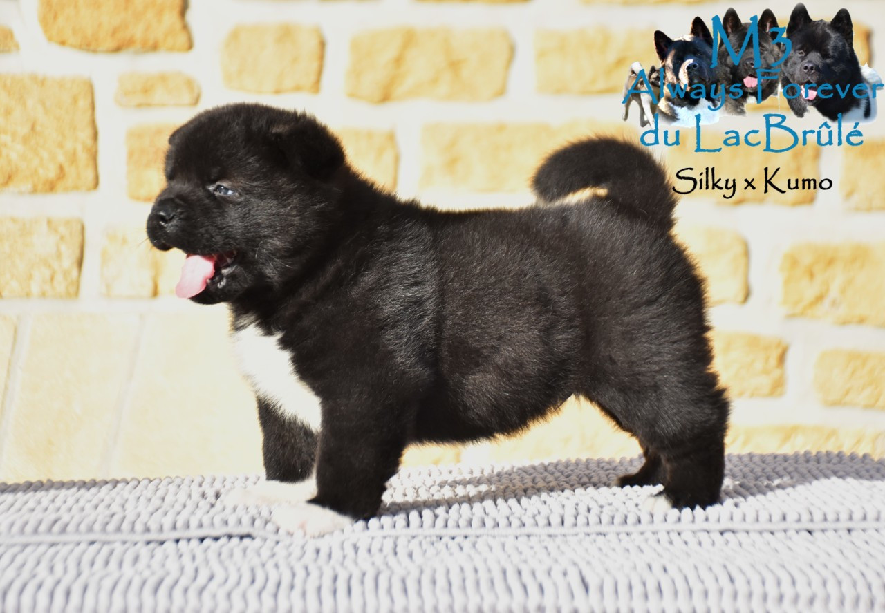du Lac Brûlé - Chiots disponibles - Akita americain