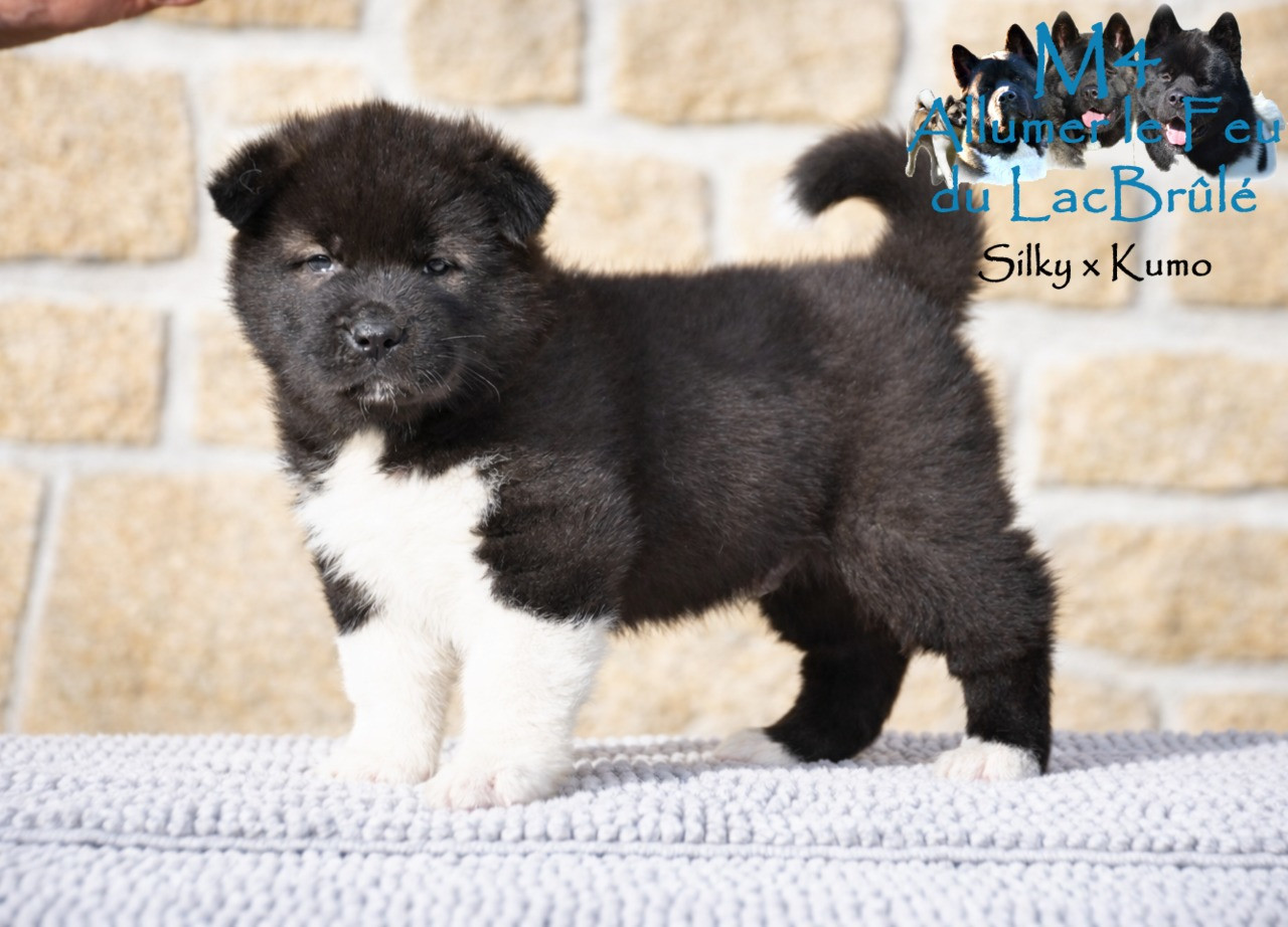 du Lac Brûlé - Chiots disponibles - Akita americain
