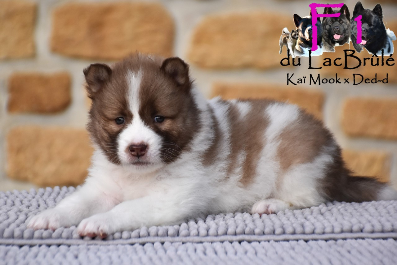 du Lac Brûlé - Chiots disponibles - Bangkaew de Thailande