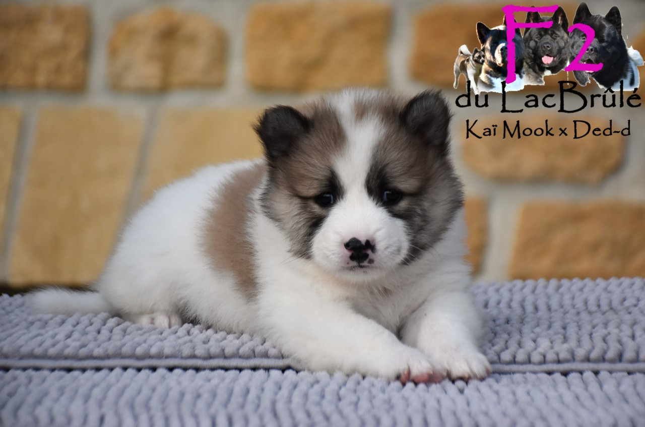 du Lac Brûlé - Chiots disponibles - Bangkaew de Thailande