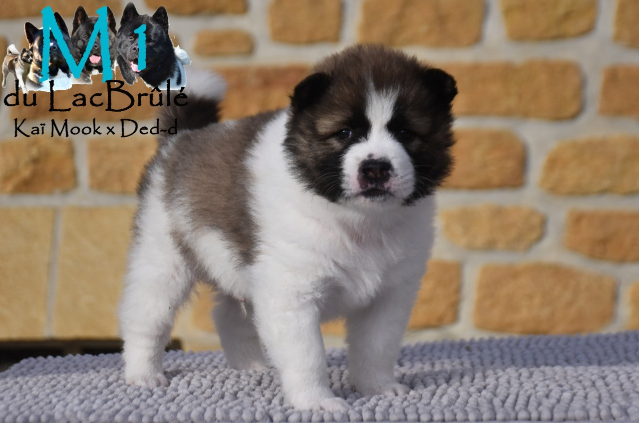 du Lac Brûlé - Chiots disponibles - Bangkaew de Thailande