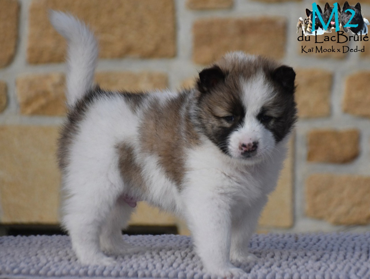 du Lac Brûlé - Chiots disponibles - Bangkaew de Thailande