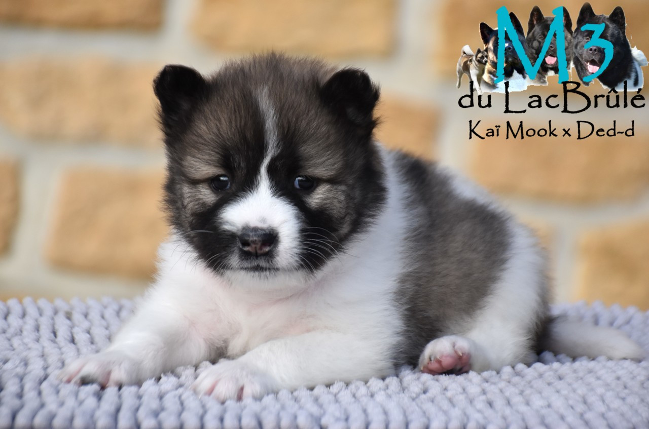 du Lac Brûlé - Chiots disponibles - Bangkaew de Thailande