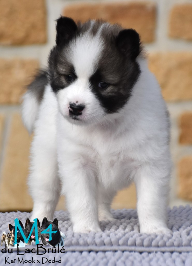 du Lac Brûlé - Chiots disponibles - Bangkaew de Thailande