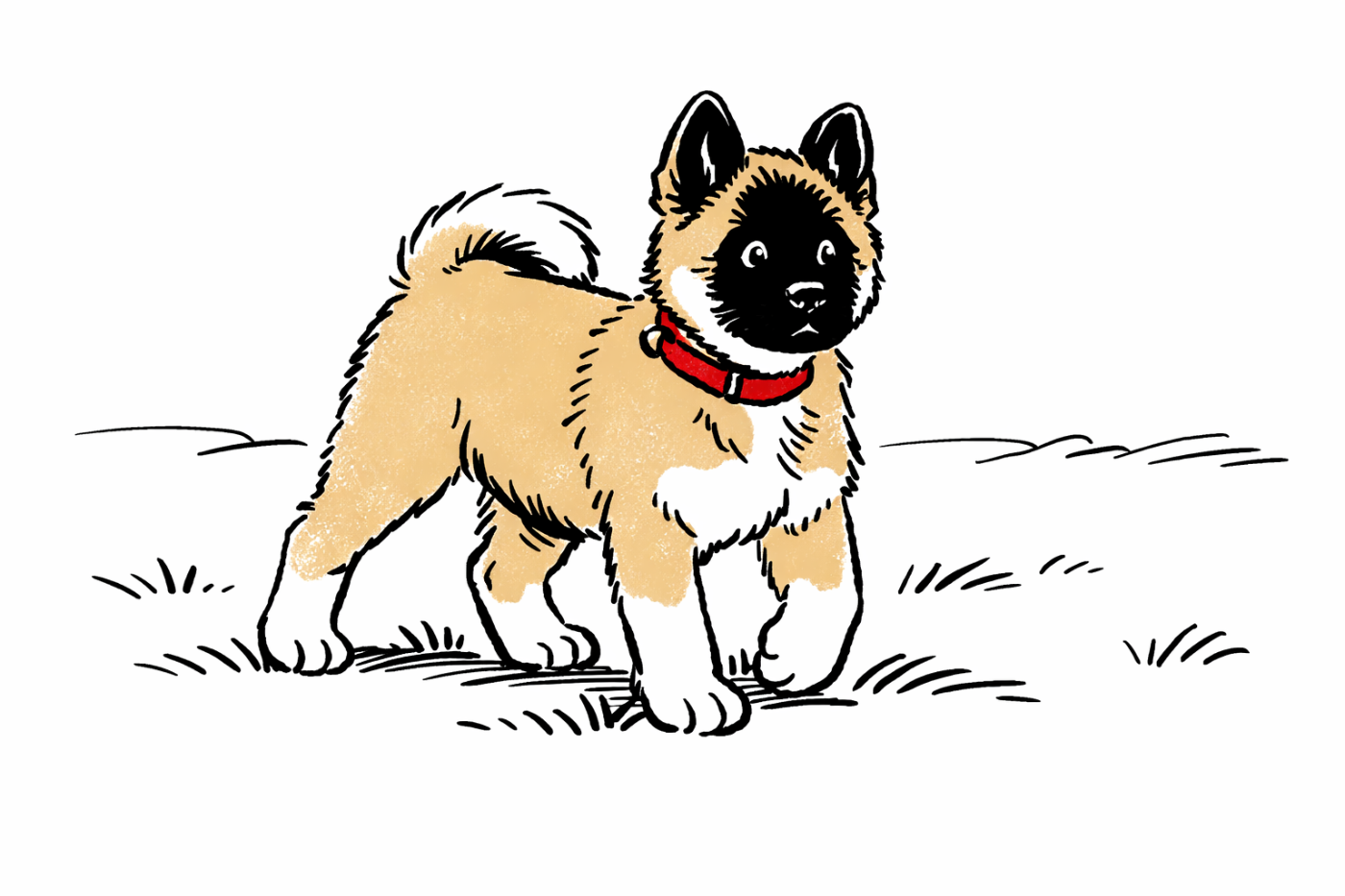 du Lac Brûlé - Chiots disponibles - Akita americain