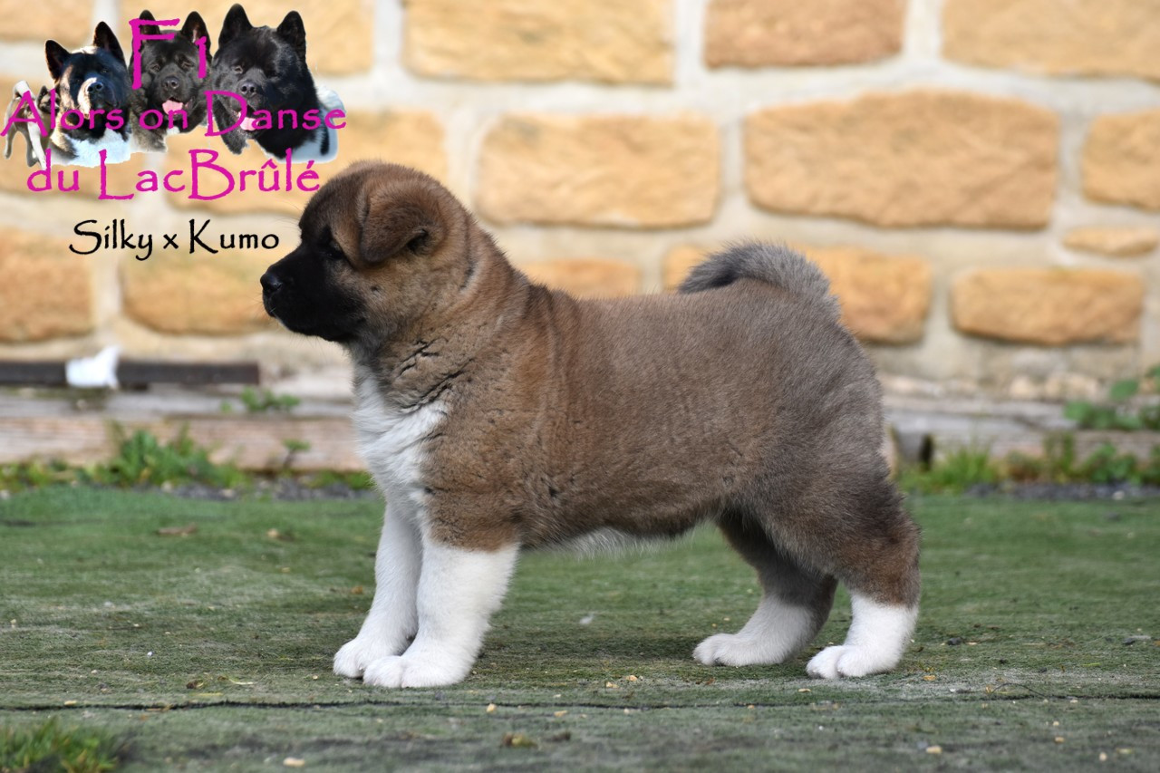 du Lac Brûlé - Chiots disponibles - Akita americain