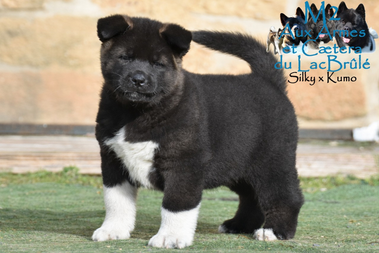 du Lac Brûlé - Chiots disponibles - Akita americain