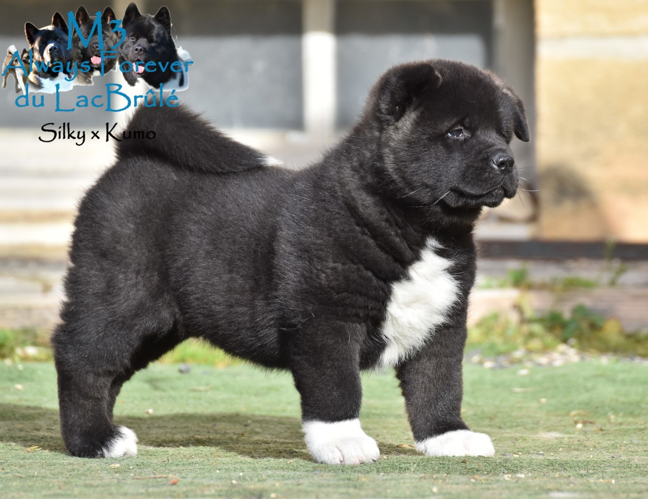 du Lac Brûlé - Chiots disponibles - Akita americain