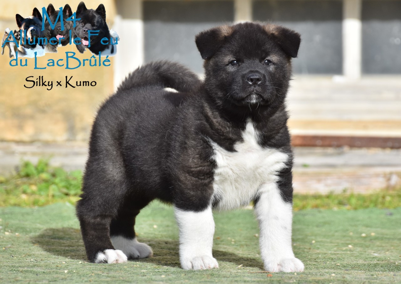 du Lac Brûlé - Chiots disponibles - Akita americain