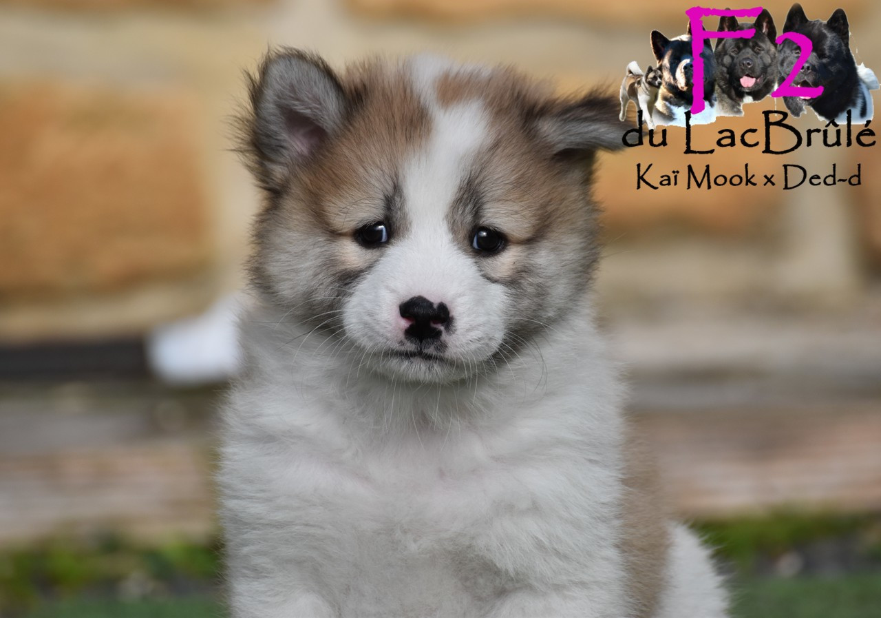 du Lac Brûlé - Chiots disponibles - Bangkaew de Thailande