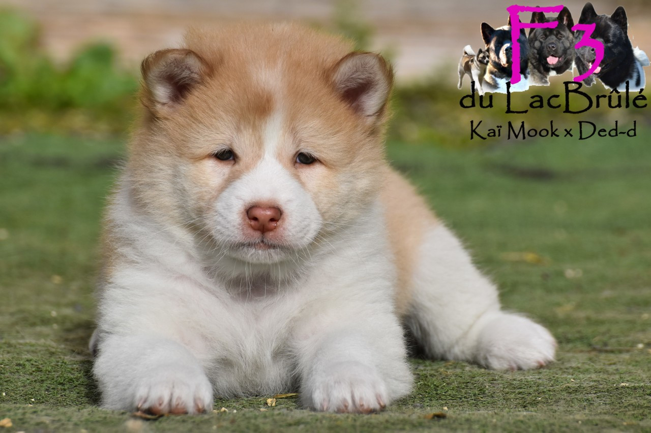 du Lac Brûlé - Chiots disponibles - Bangkaew de Thailande