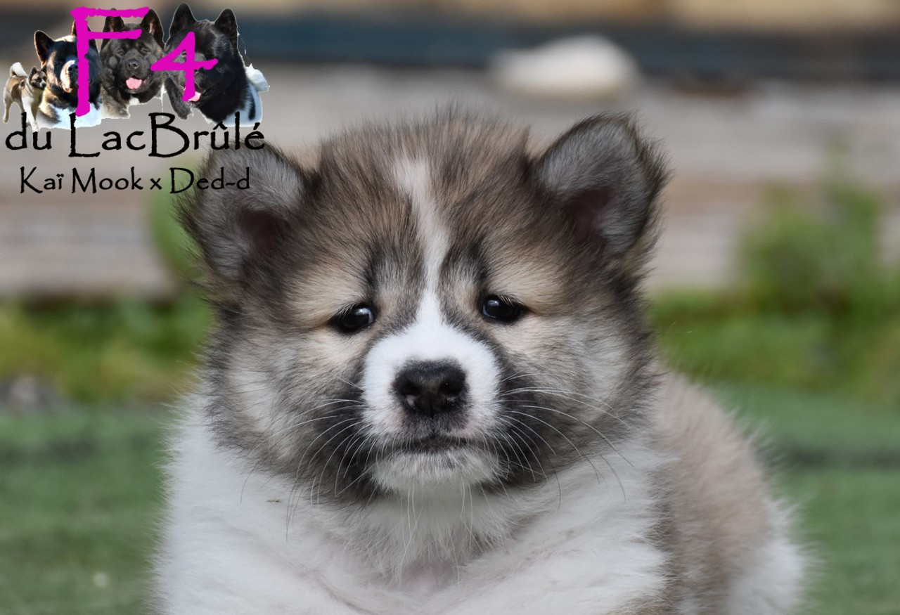 du Lac Brûlé - Chiots disponibles - Bangkaew de Thailande