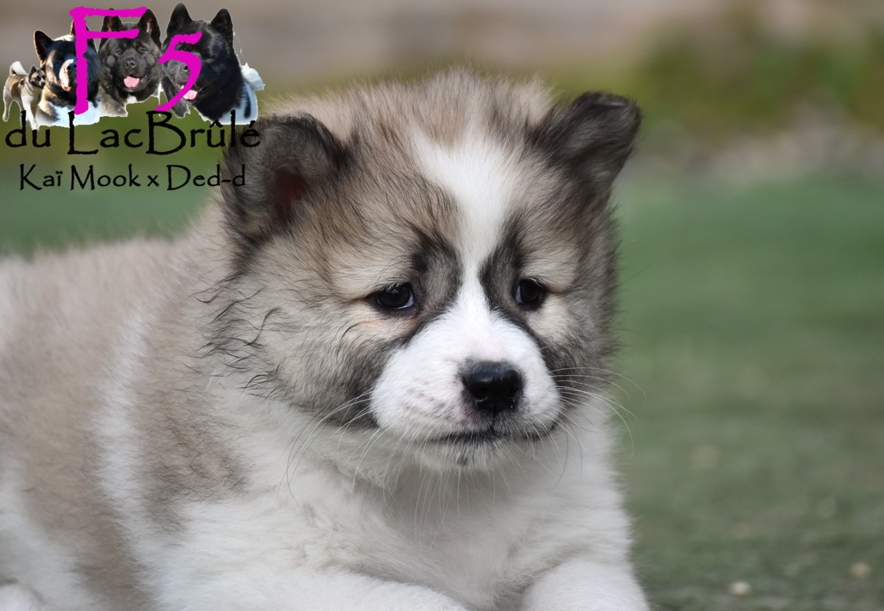 du Lac Brûlé - Chiots disponibles - Bangkaew de Thailande
