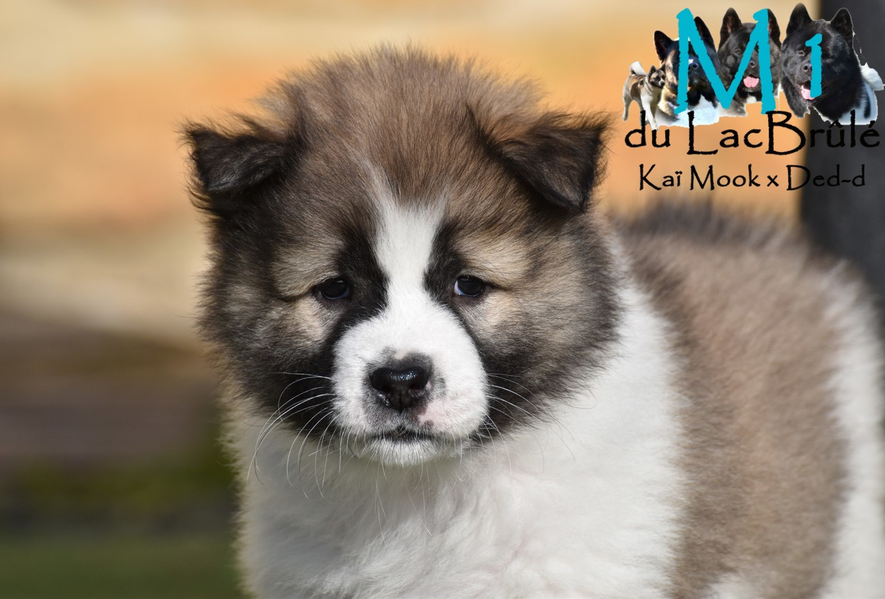 du Lac Brûlé - Chiots disponibles - Bangkaew de Thailande