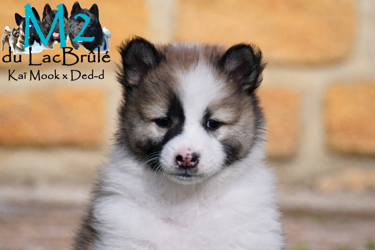 du Lac Brûlé - Chiots disponibles - Bangkaew de Thailande