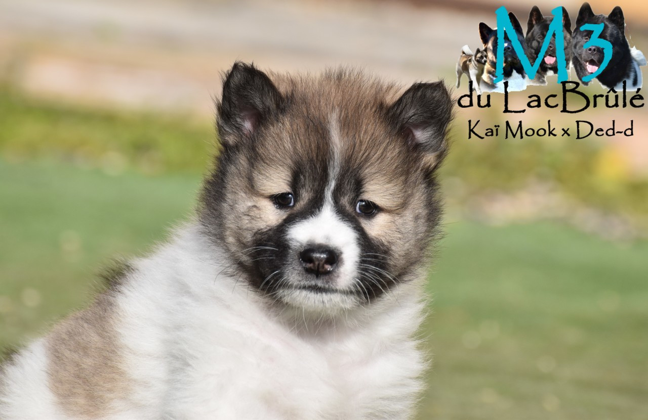 du Lac Brûlé - Chiots disponibles - Bangkaew de Thailande