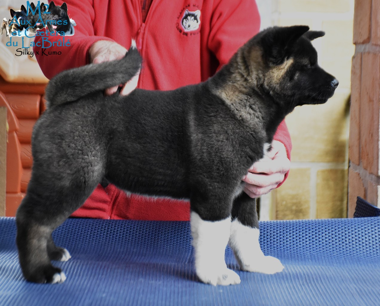 du Lac Brûlé - Chiots disponibles - Akita americain