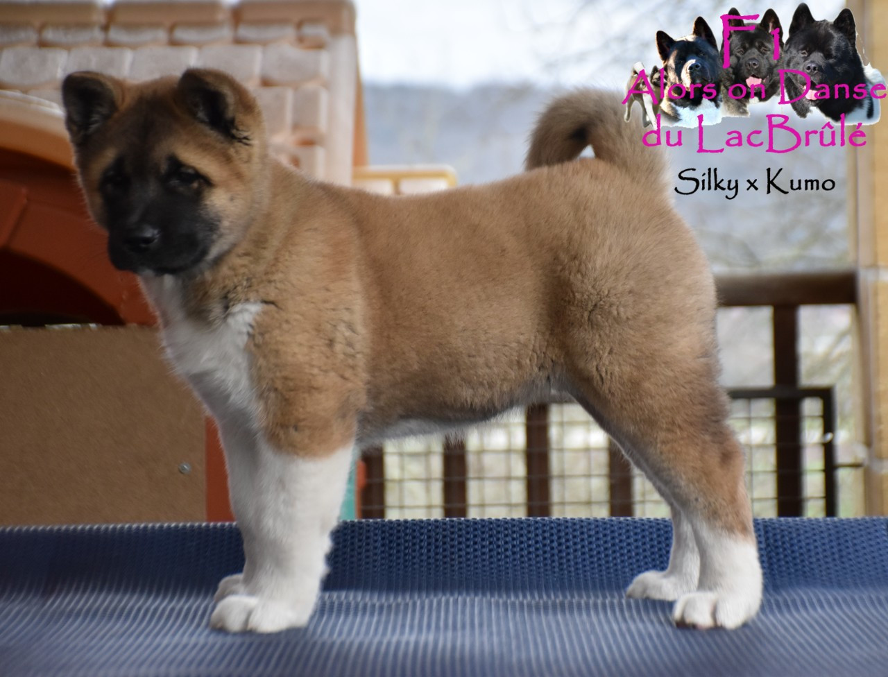 du Lac Brûlé - Chiots disponibles - Akita americain