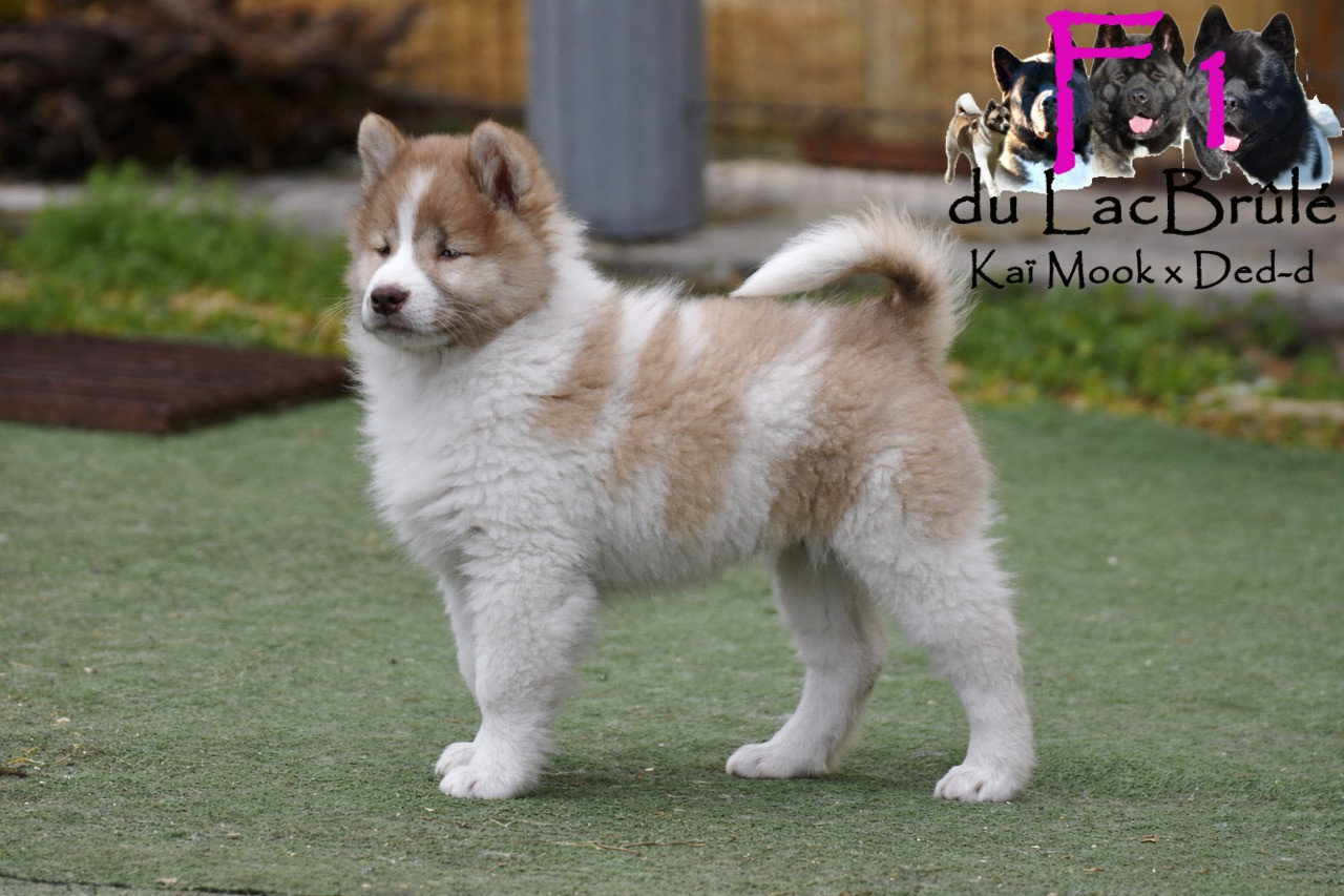 du Lac Brûlé - Chiots disponibles - Bangkaew de Thailande