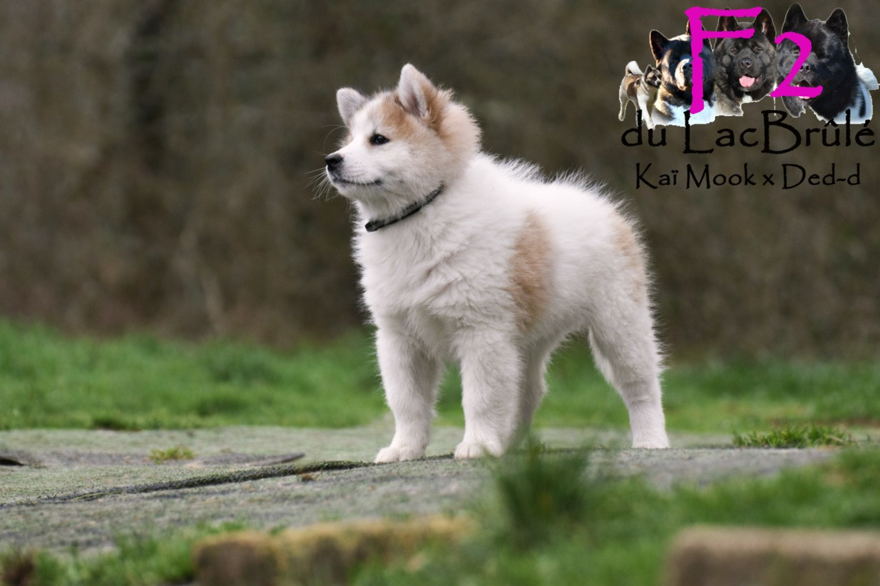 du Lac Brûlé - Chiots disponibles - Bangkaew de Thailande