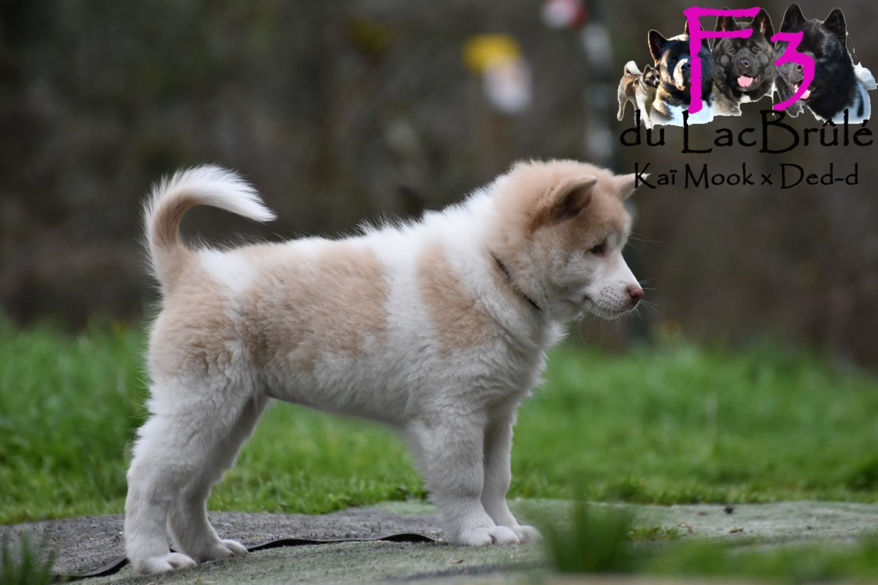 du Lac Brûlé - Chiots disponibles - Bangkaew de Thailande