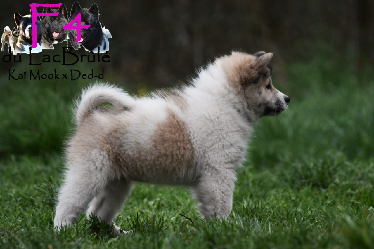 du Lac Brûlé - Chiots disponibles - Bangkaew de Thailande