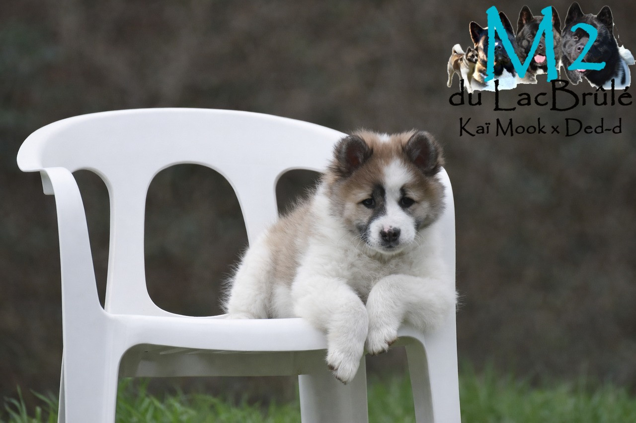 du Lac Brûlé - Chiots disponibles - Bangkaew de Thailande