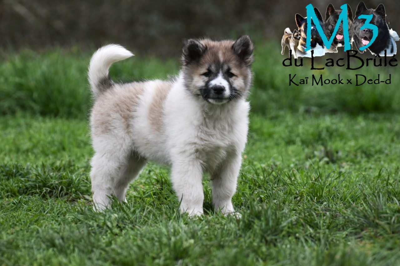 du Lac Brûlé - Chiots disponibles - Bangkaew de Thailande