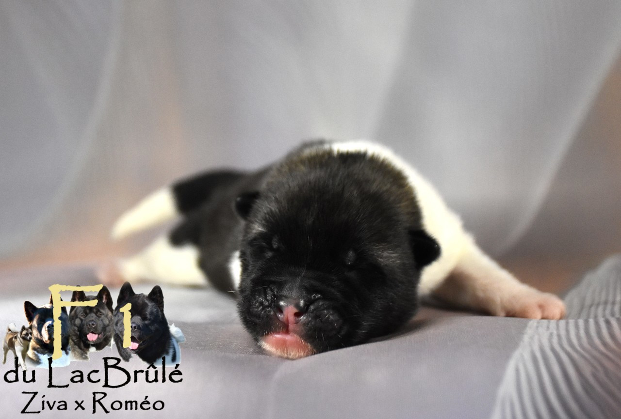 du Lac Brûlé - Chiots disponibles - Akita americain