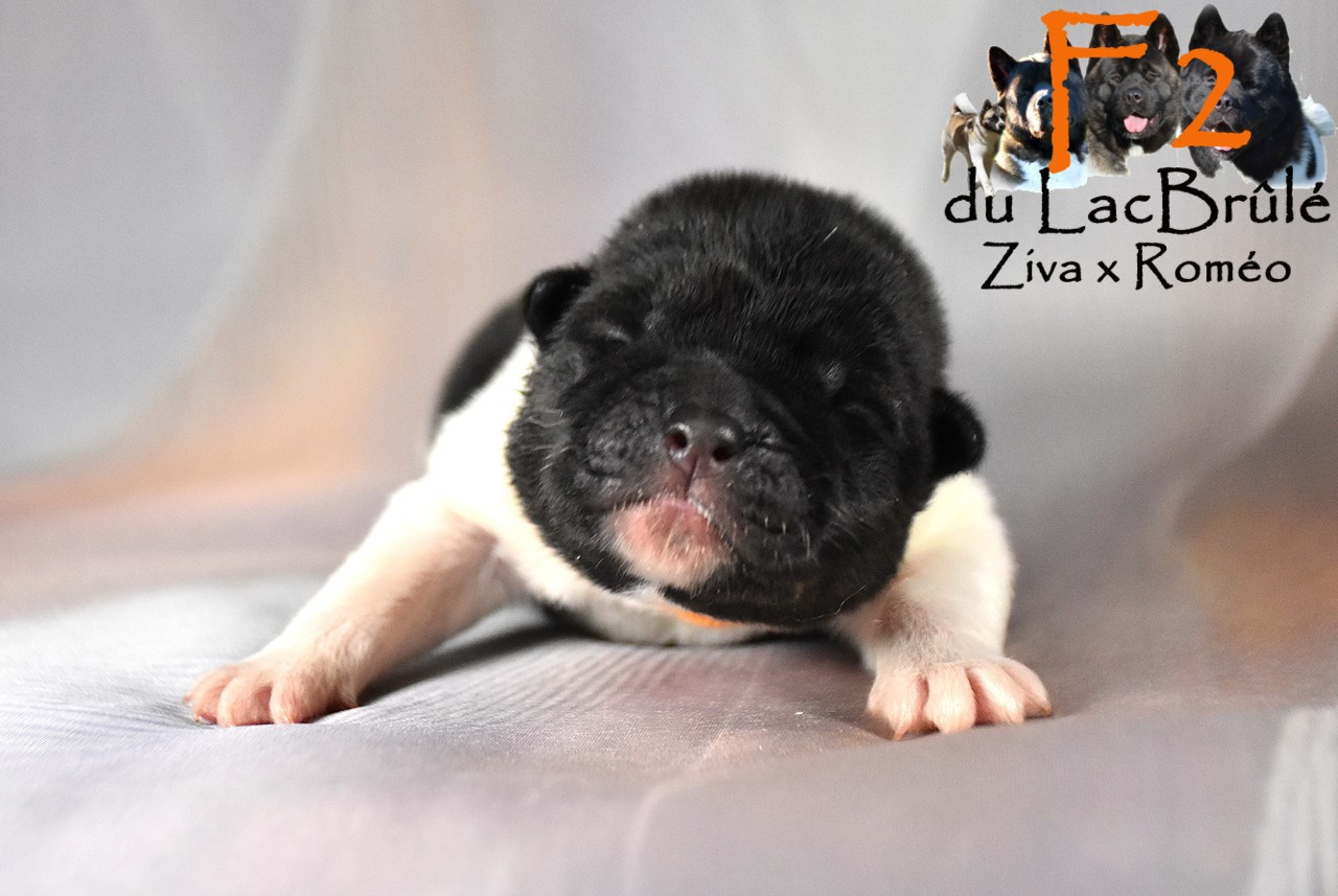 du Lac Brûlé - Chiots disponibles - Akita americain