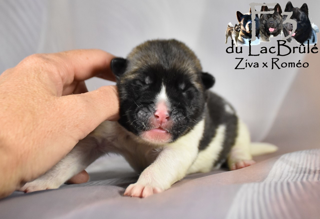 du Lac Brûlé - Chiots disponibles - Akita americain