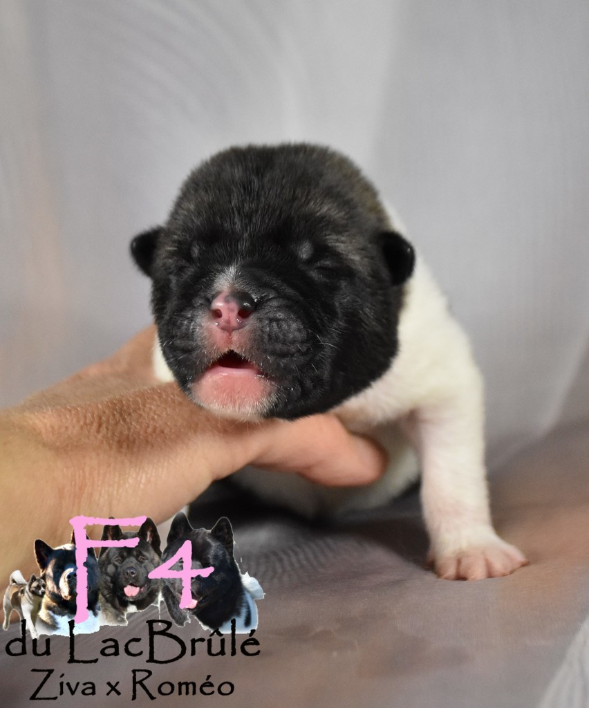 du Lac Brûlé - Chiots disponibles - Akita americain