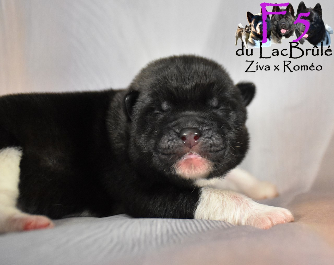 du Lac Brûlé - Chiots disponibles - Akita americain