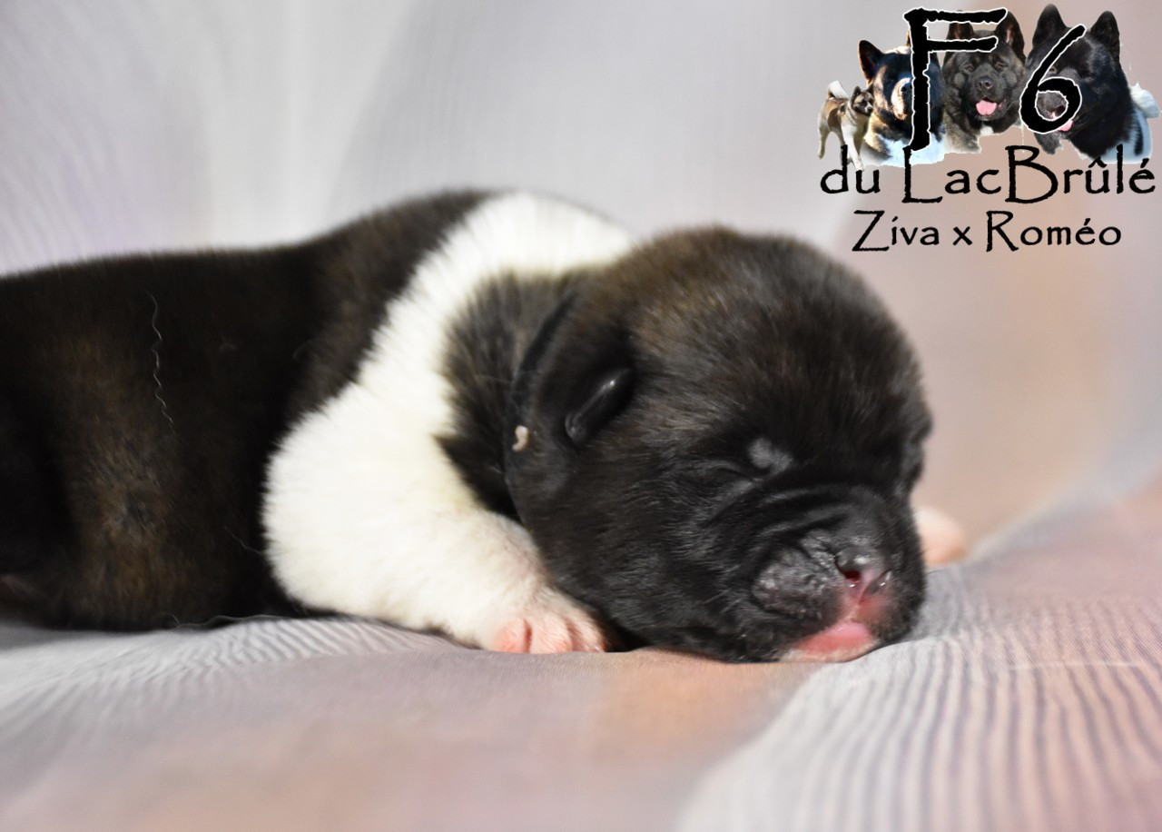 du Lac Brûlé - Chiots disponibles - Akita americain