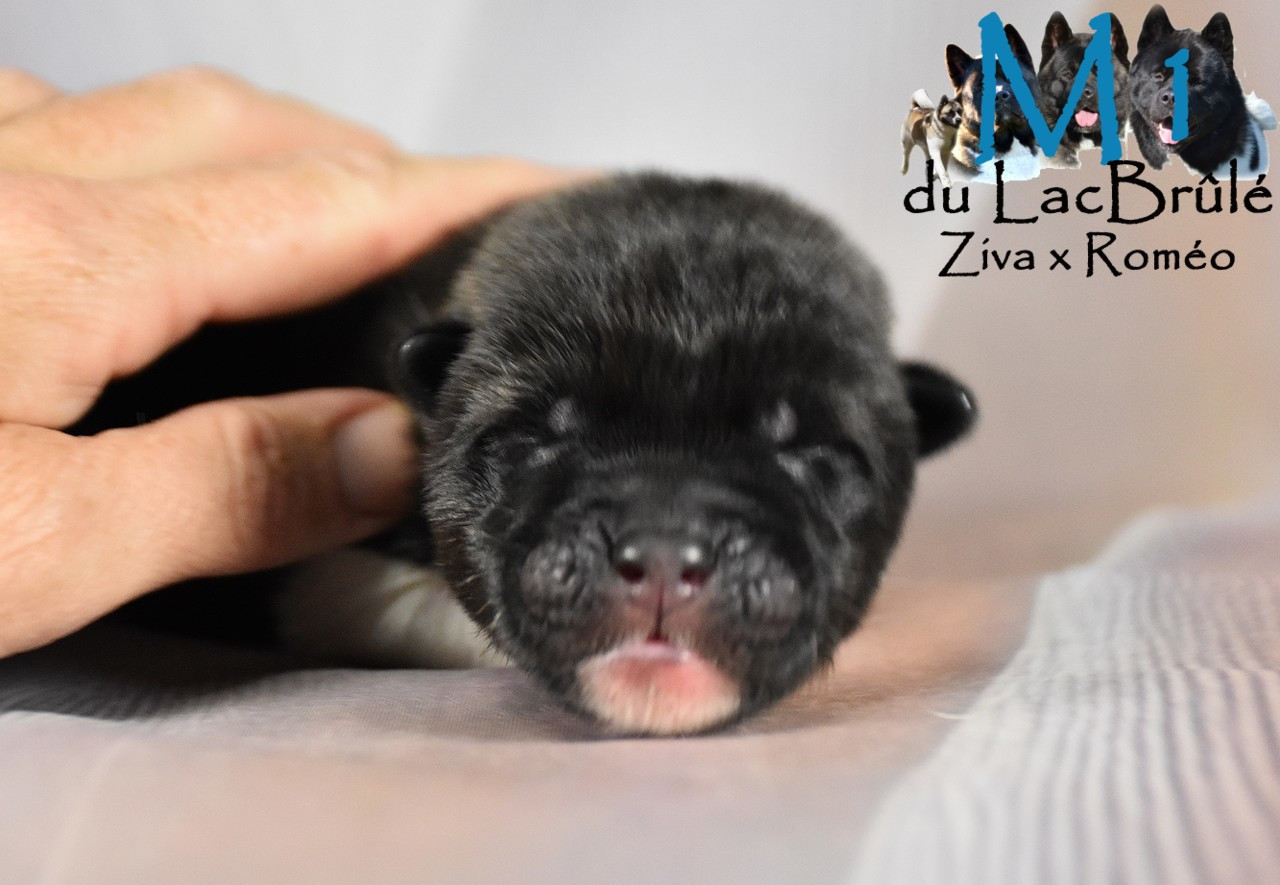 du Lac Brûlé - Chiots disponibles - Akita americain