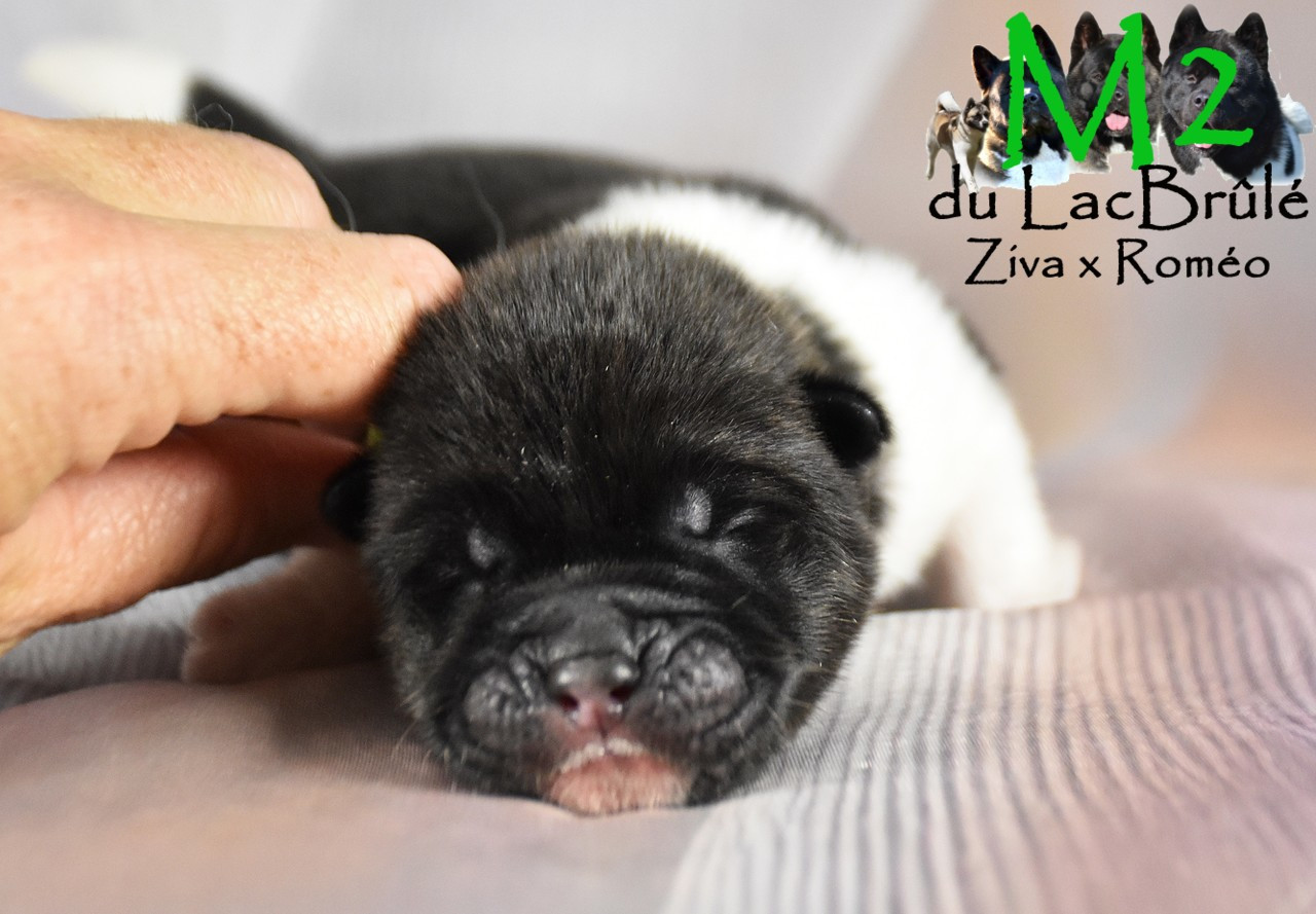 du Lac Brûlé - Chiots disponibles - Akita americain