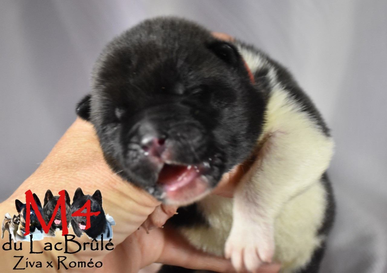 du Lac Brûlé - Chiots disponibles - Akita americain