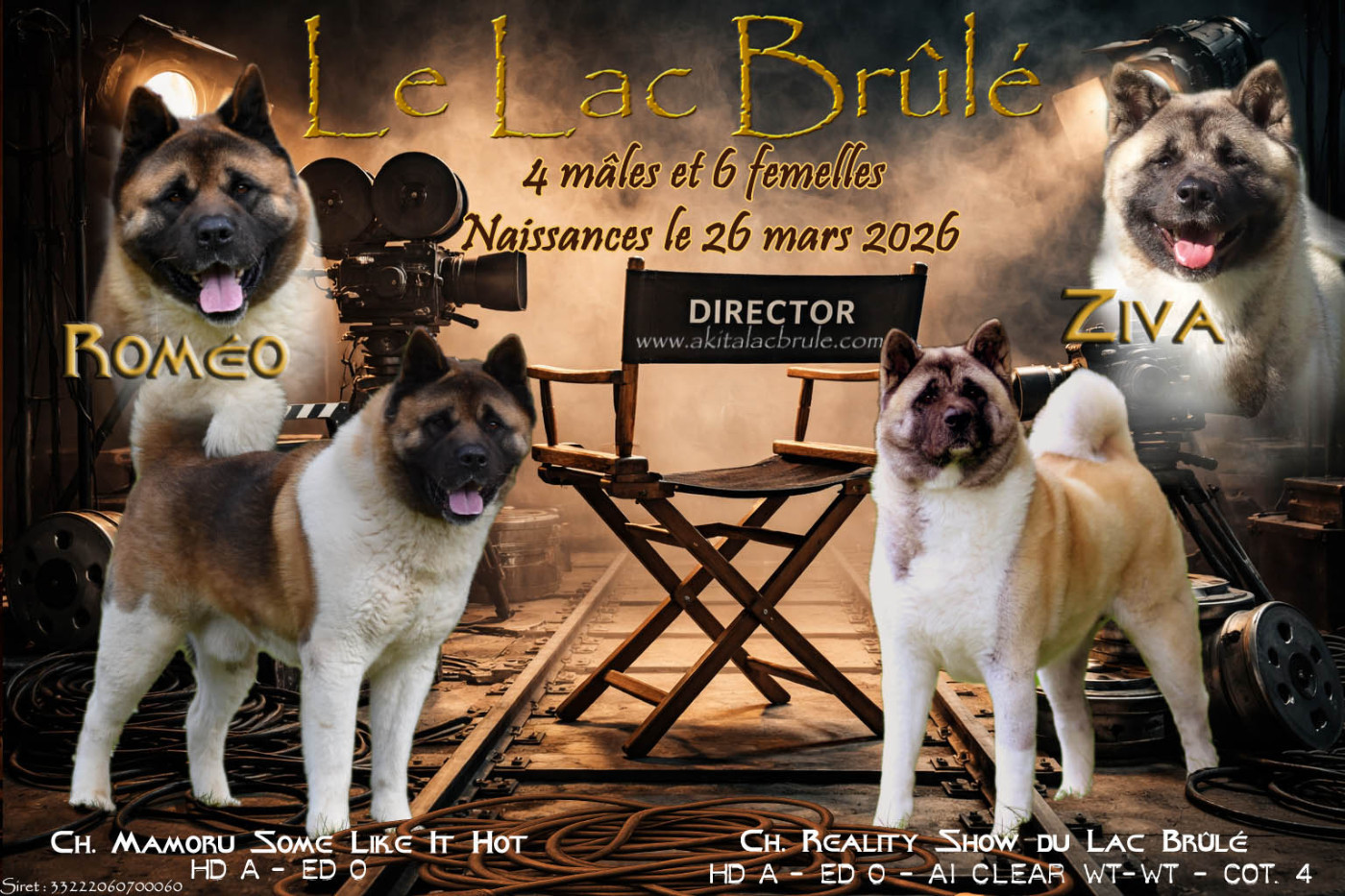 Chiot Akita americain du Lac Brûlé