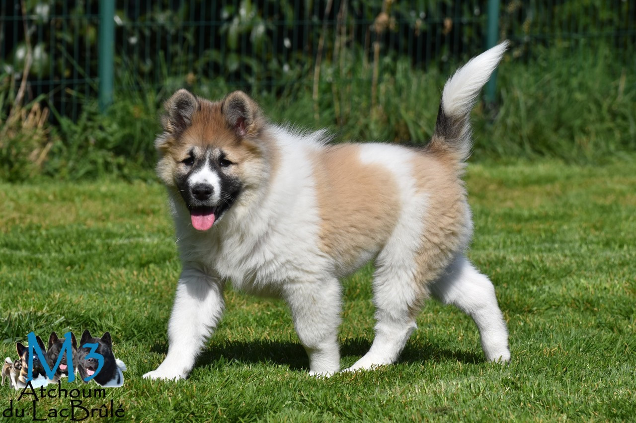 du Lac Brûlé - Chiots disponibles - Bangkaew de Thailande