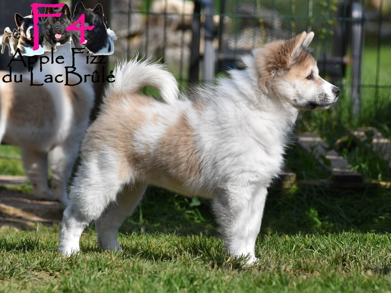 du Lac Brûlé - Chiots disponibles - Bangkaew de Thailande