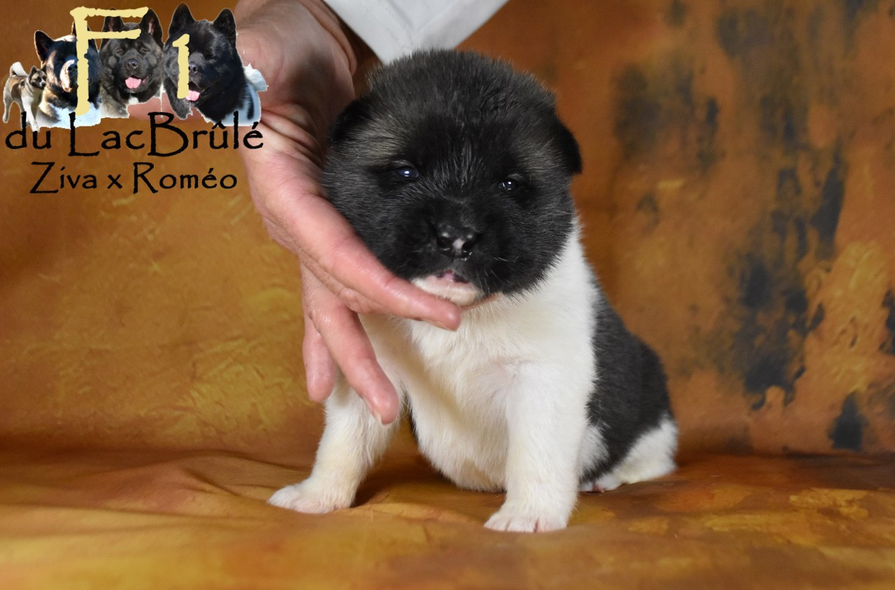 du Lac Brûlé - Chiots disponibles - Akita americain