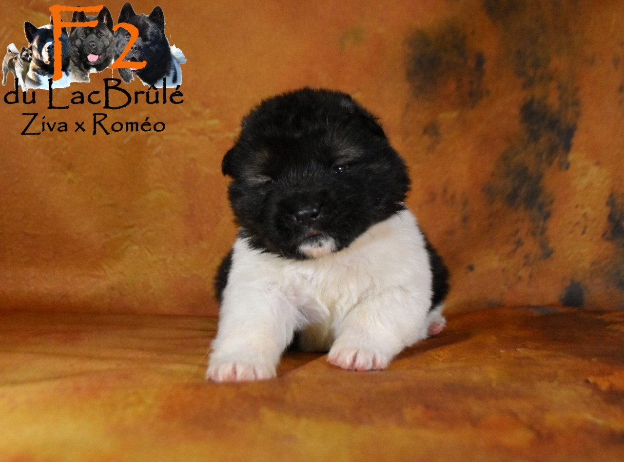 du Lac Brûlé - Chiots disponibles - Akita americain
