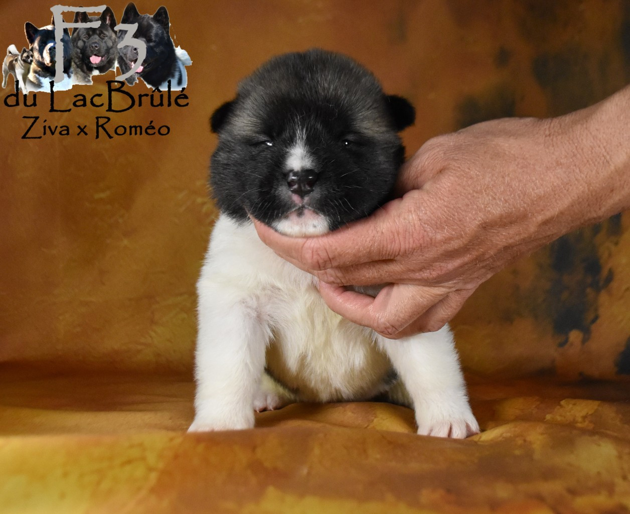 du Lac Brûlé - Chiots disponibles - Akita americain