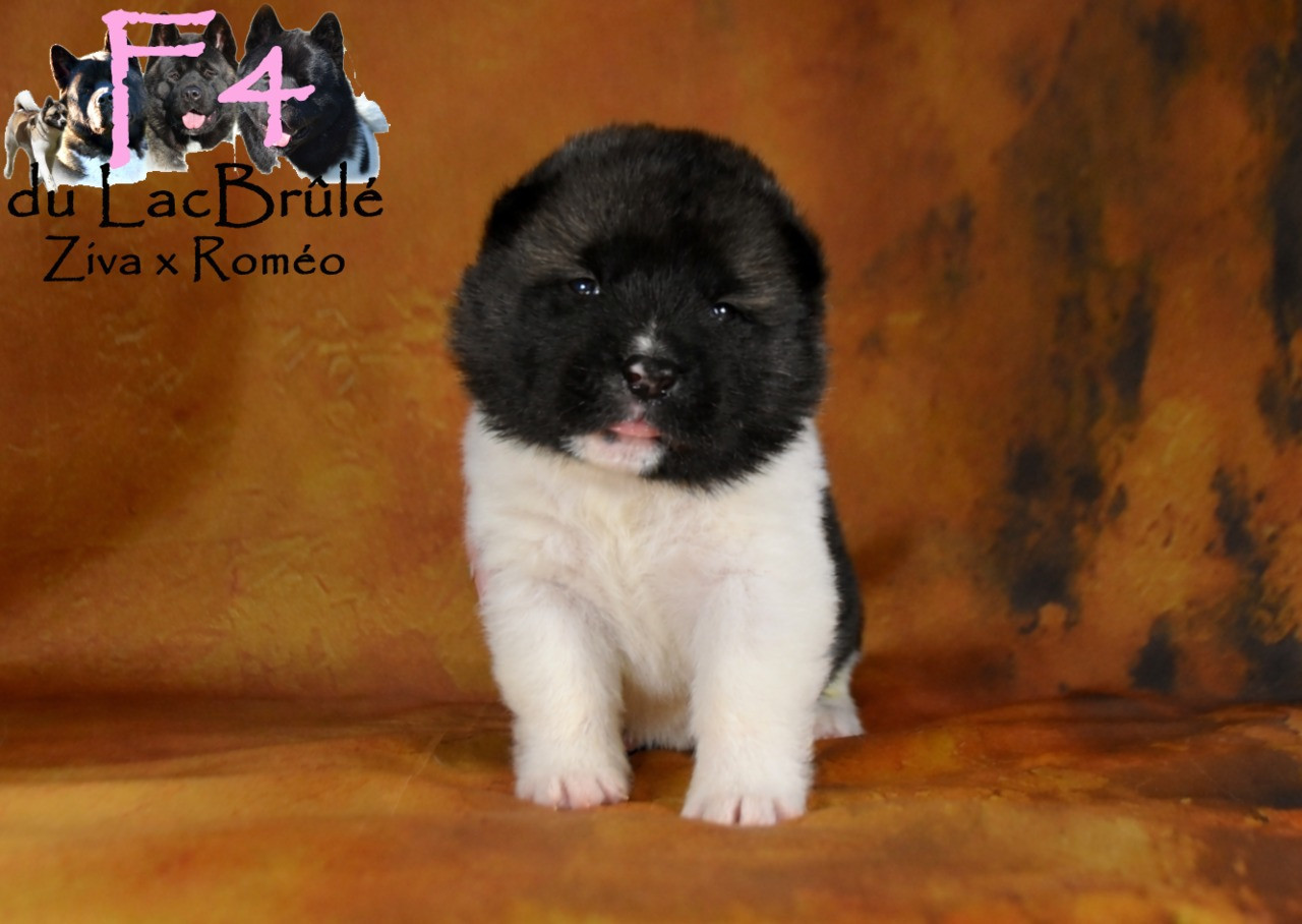du Lac Brûlé - Chiots disponibles - Akita americain