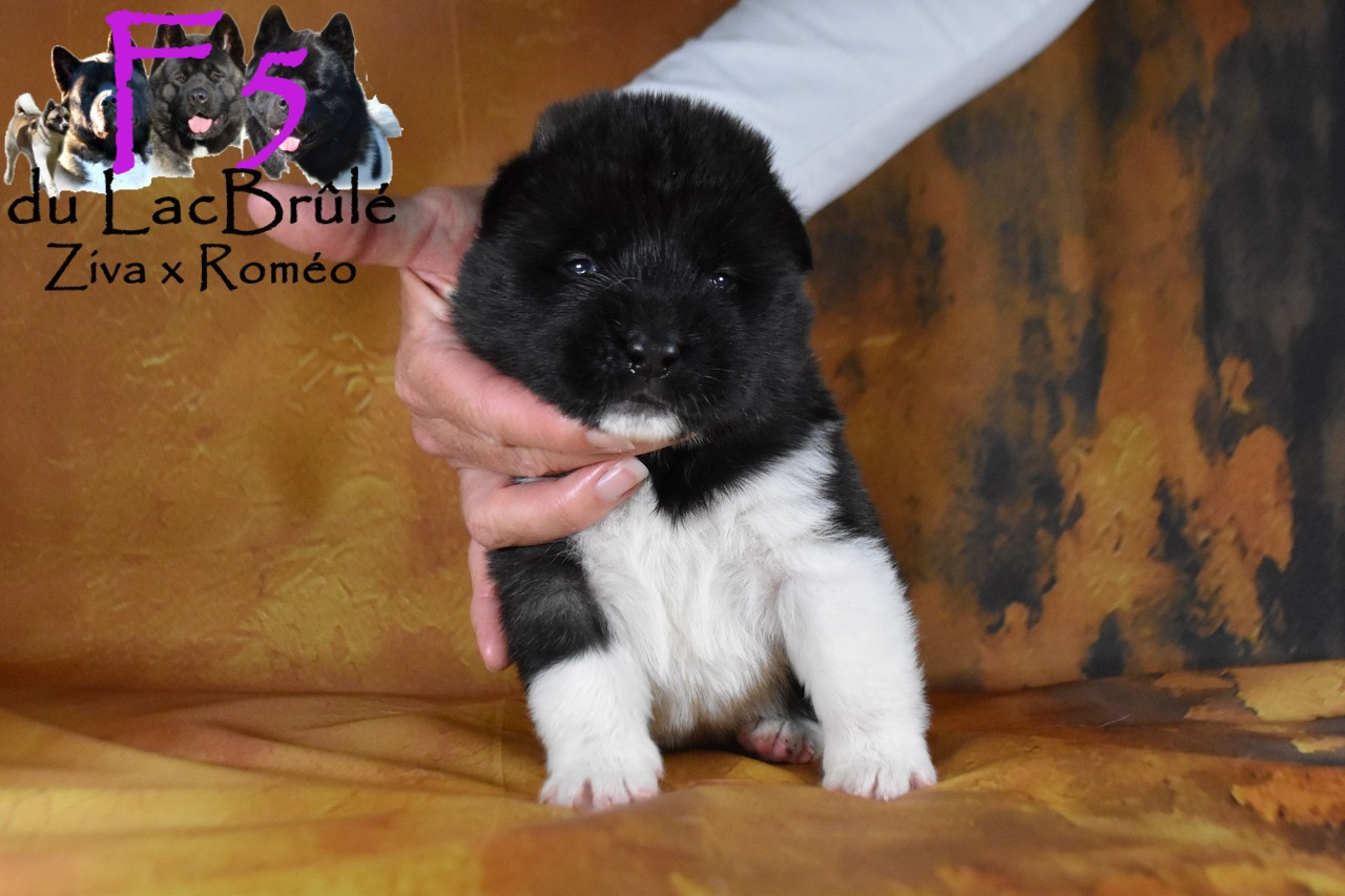 du Lac Brûlé - Chiots disponibles - Akita americain