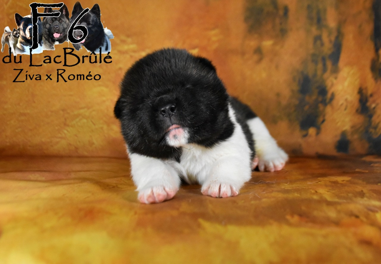 du Lac Brûlé - Chiots disponibles - Akita americain