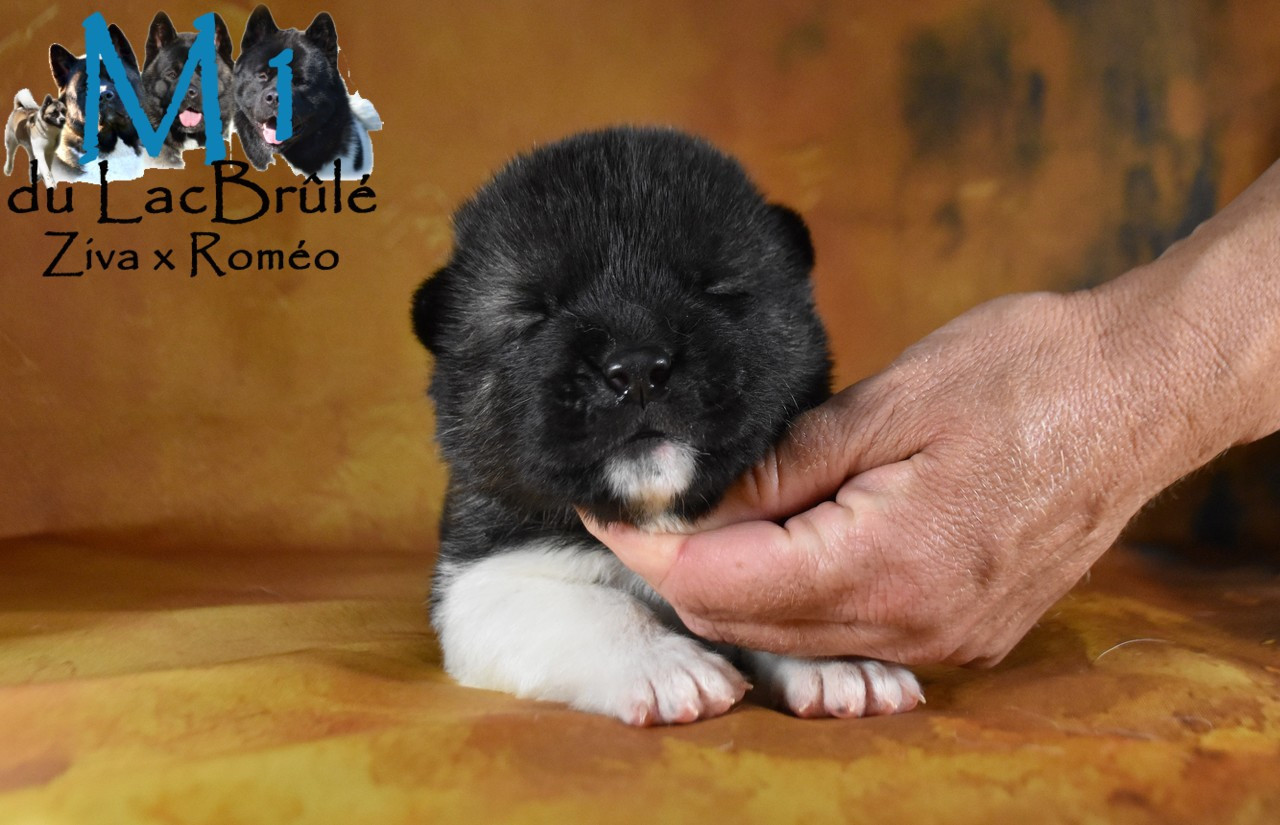 du Lac Brûlé - Chiots disponibles - Akita americain