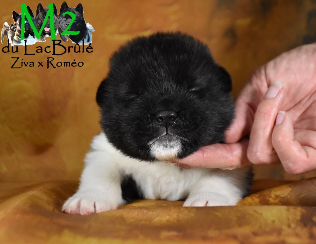 du Lac Brûlé - Chiots disponibles - Akita americain