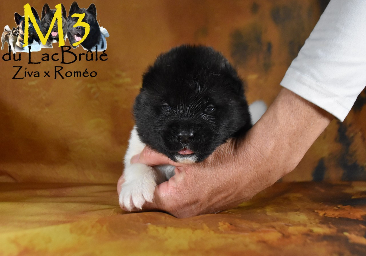 du Lac Brûlé - Chiots disponibles - Akita americain